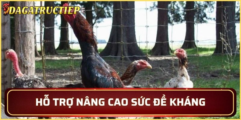 Các bài tập hỗ trợ thể trạng 