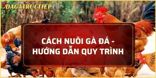 cách nuôi gà đá