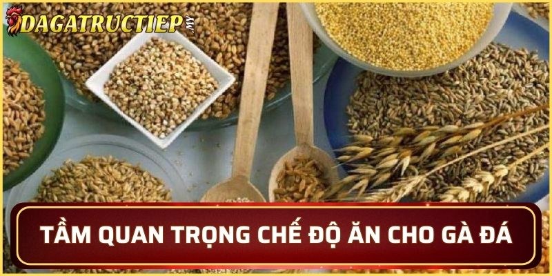 Chế độ thức ăn đóng vai trò then chốt để duy trì thể lực