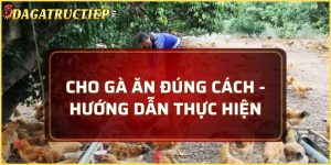 cho gà ăn đúng cách