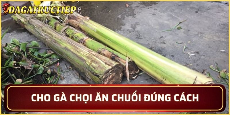 Cho gà chọi ăn chuối đúng cách