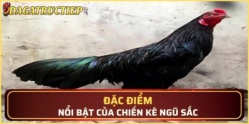 Đặc điểm nổi bật của chiến kê ngũ sắc