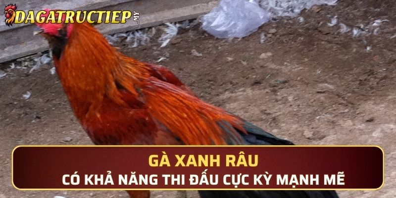 Gà Xanh Râu có khả năng thi đấu cực kỳ mạnh mẽ 