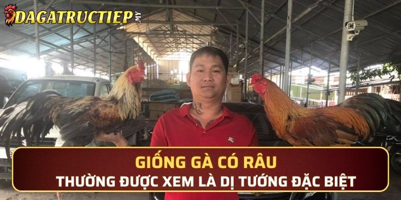 Giống gà có râu thường được xem là dị tướng đặc biệt, hiếm có
