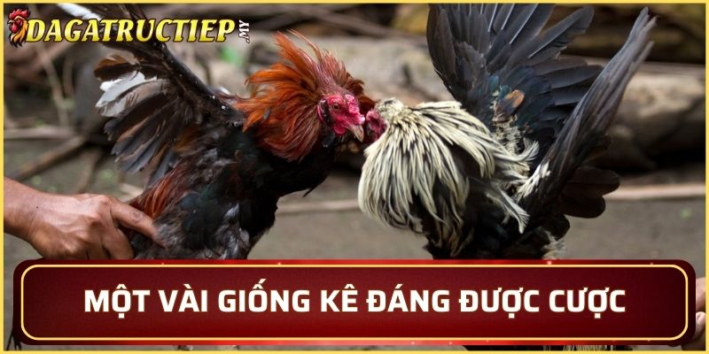Một vài giống kê đáng được cược