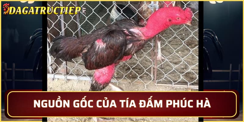 Nguồn gốc của Tía Đấm Phúc Hà