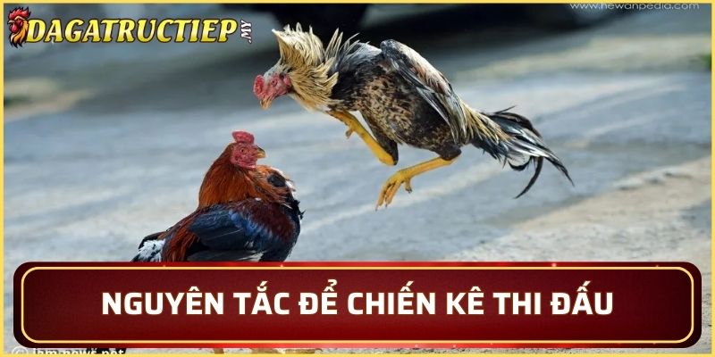 Nguyên tắc để chiến kê thi đấu