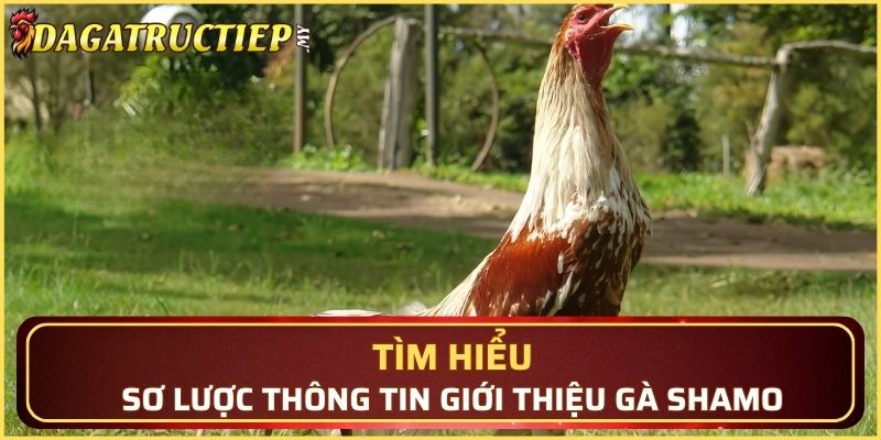 Tìm hiểu sơ lược thông tin giới thiệu gà Shamo