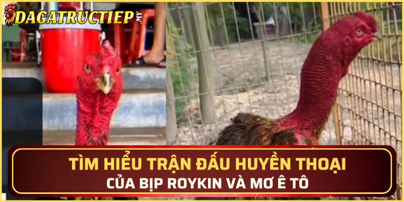 Tìm hiểu trận đấu huyền thoại của Bịp Roykin và Mơ Ê Tô