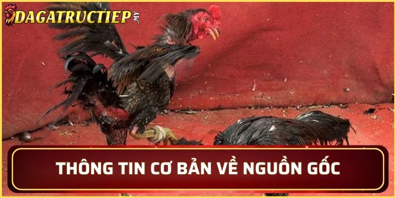 Tìm hiểu về lịch sử của giống gà tại Châu Đốc